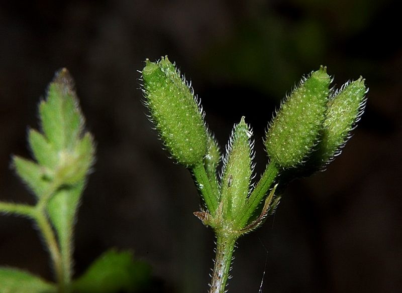 Myrrhoides nodosa / Cerfoglio
